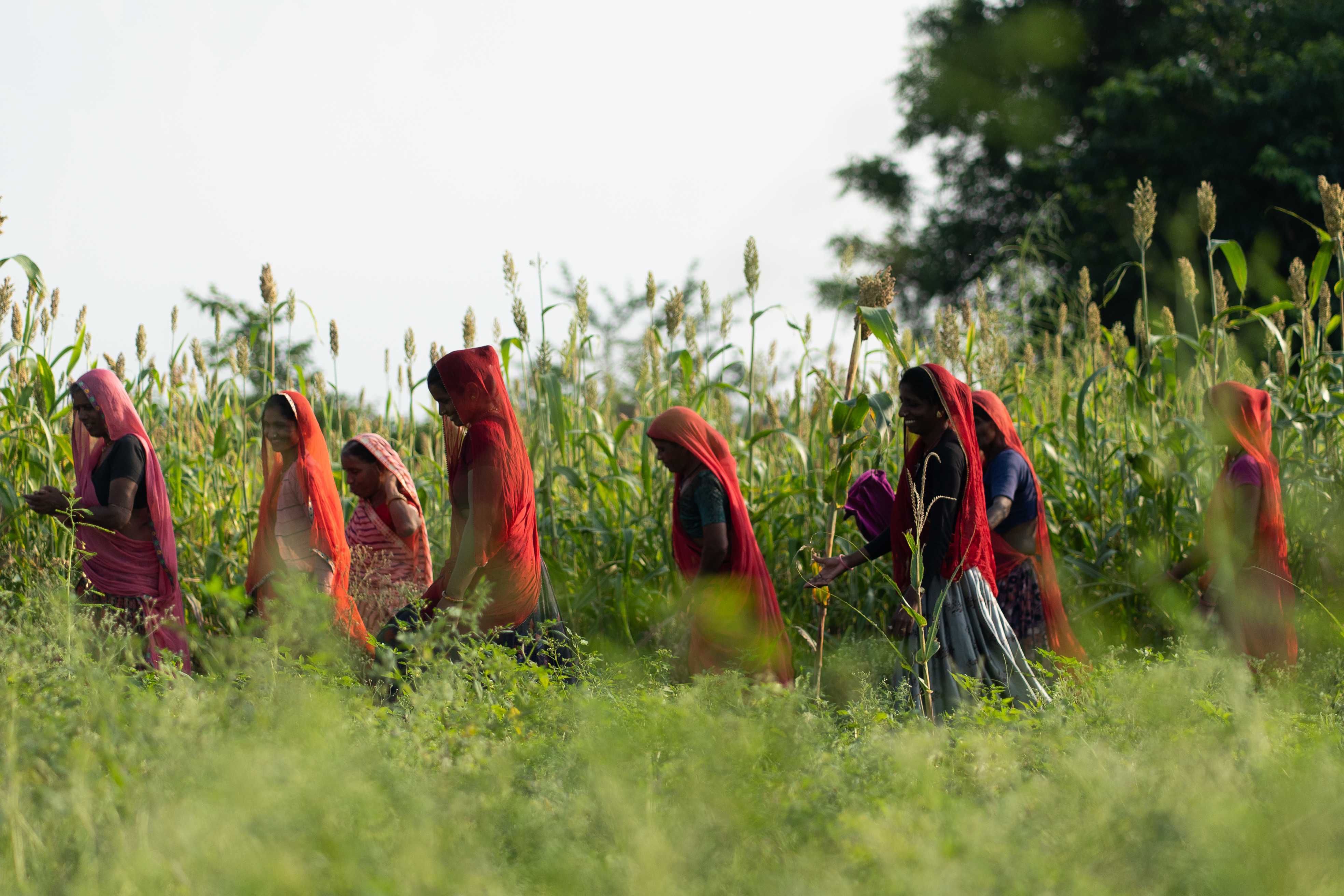 Women make their way through agricultural fields/land in Chittorgarh (Rajasthan, India). Photo Credit: UN Women India/Ruhani Kaur